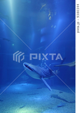 海遊館のジンベイザメ 9380344