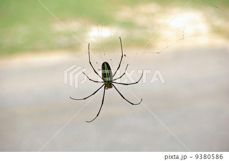 糸に止まるクモ 9380586