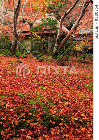 祇王寺の晩秋 9380854