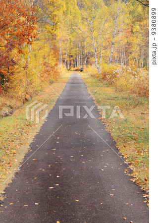 乗鞍高原の紅葉 乗鞍高原の紅葉 9380899