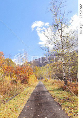 乗鞍高原の秋 9380902