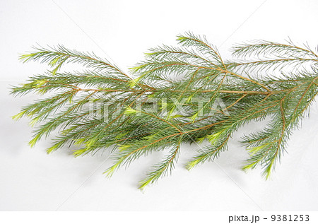 ティートリー 9381253