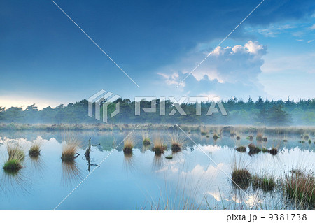 fog over swamp by forest fog over swamp by forest 9381738