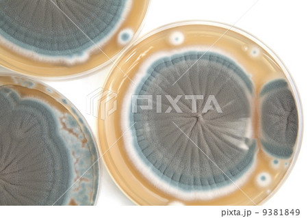 Penicillium fungi background 9381849