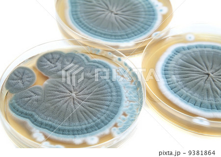 agar plates with Penicillium fungi on white 9381864