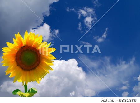 Sunflower in corner 9381889