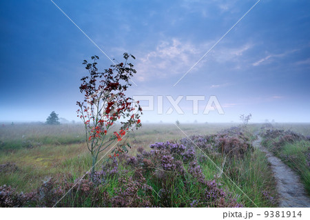 rowan berry tree and flowering heather 9381914