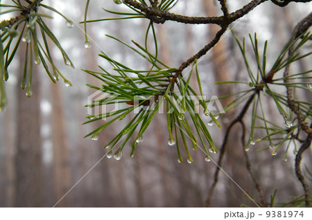 Water drops on pine-needle 9381974