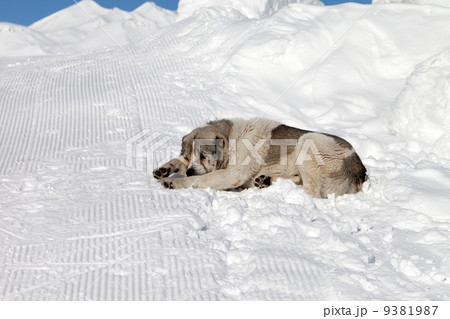 Dog sleeping on snow Dog sleeping on snow 9381987