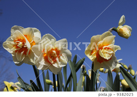 Colorful flowers in The Netherlands 9382025