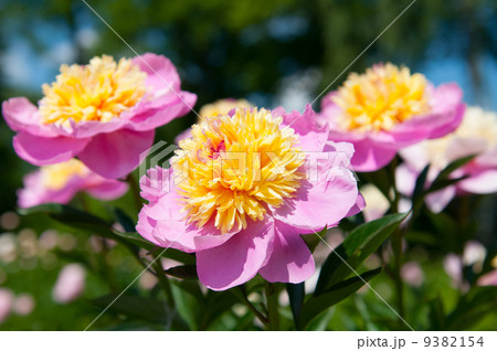 peony flower peony flower 9382154