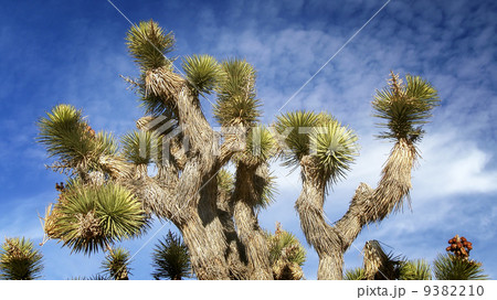 Joshua Tree in Mojave Desert 9382210