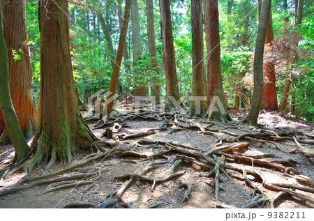 鞍馬山木の根道 9382211