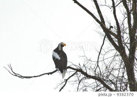 オジロワシ オジロワシ 9382370