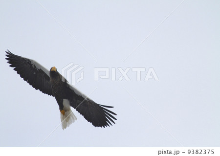 オジロワシ オジロワシ 9382375