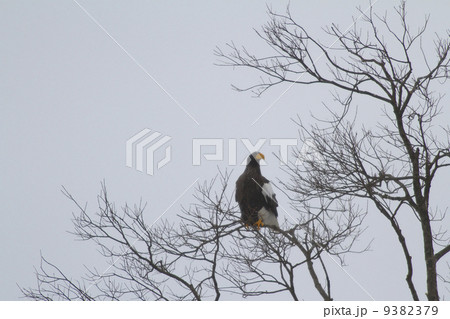 オジロワシ 9382379