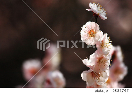 八重咲きの白梅 9382747