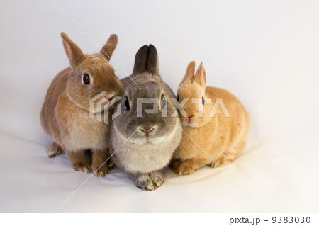 ネザーランドドワーフの家族 9383030