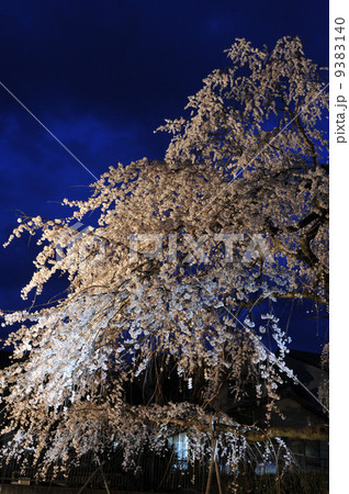 小倉公園桜のライトアップ 小倉公園桜のライトアップ 9383140