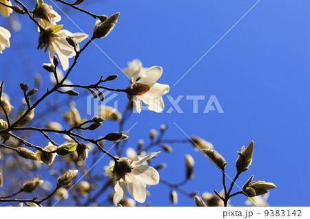 早春に咲く花 木蓮の花 早春に咲く花 木蓮の花 9383142