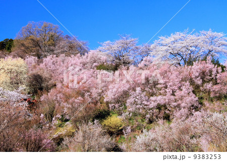 春の花見山 春の花見山 9383253