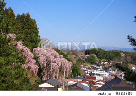 三春の桜(福聚寺のしだれ桜) 9383389