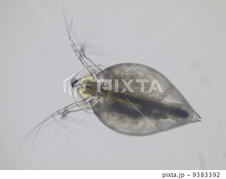 オカメミジンコ 9383392