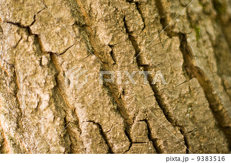 old tree bark old tree bark 9383516