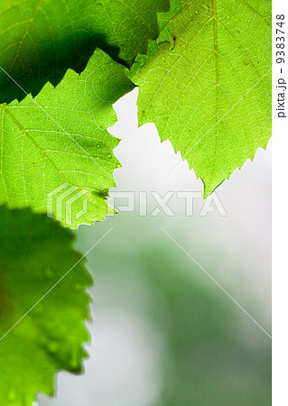 green leaves green leaves 9383748