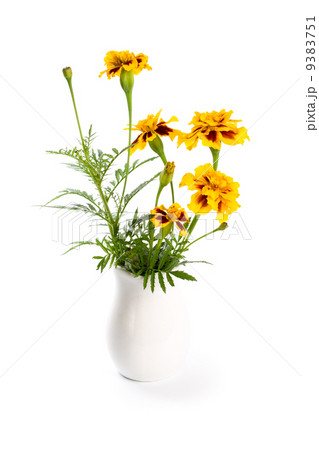 marigold flowers in vase marigold flowers in vase 9383751