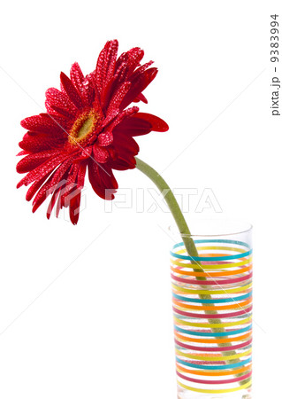 red gerbera red gerbera 9383994