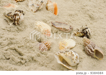 shells on sand 9384084