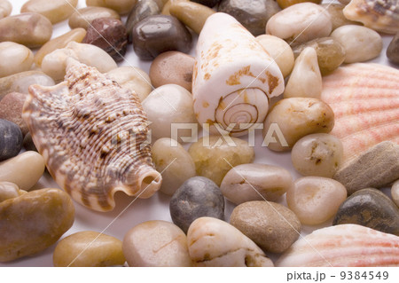 sea shells and pebble sea shells and pebble 9384549