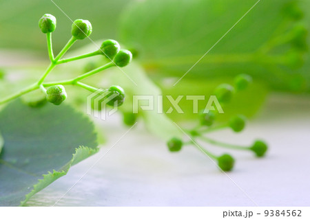 linden closeup 9384562