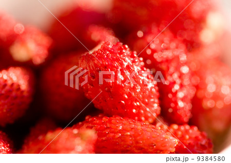 wild strawberries wild strawberries 9384580