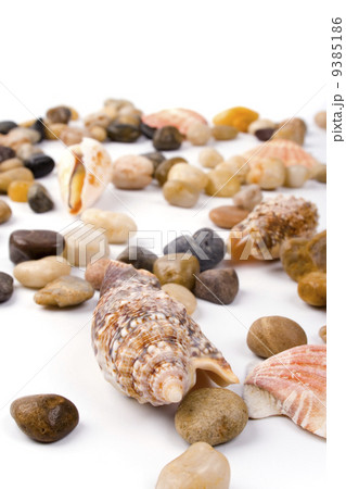 sea shells 9385186