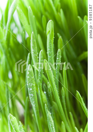 wet green grass 9385187