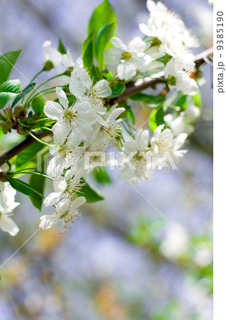 flower tree 9385190