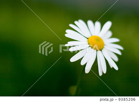 single camomile 9385206