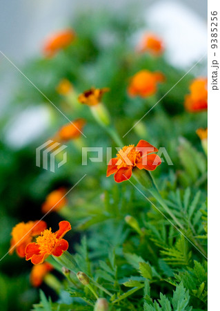 field of orange flowers field of orange flowers 9385256
