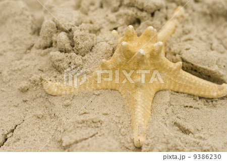 starfish on sand starfish on sand 9386230