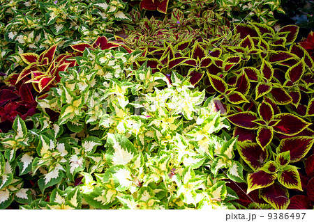 Coleus Blumei Coleus Blumei 9386497