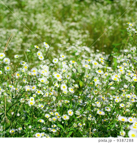 beautiful chamomiles beautiful chamomiles 9387288