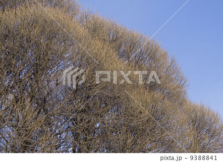 brunches over blue sky brunches over blue sky 9388841