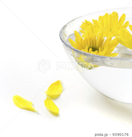 yellow flowers yellow flowers 9390176