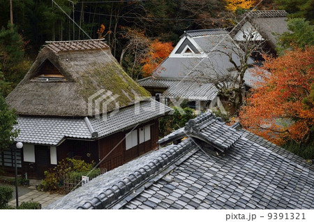 嵯峨鳥居本　紅葉　秋 9391321