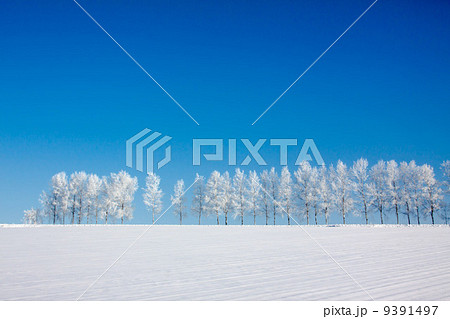 雪原の白樺並木 9391497