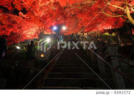 雨降山 大山寺 大山阿夫利神社の紅葉ライトアップの写真素材