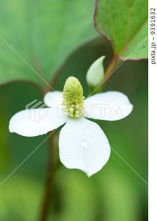 ドクダミ（十薬）の花 9391632