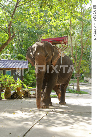 観光客を乗せる象 9391689